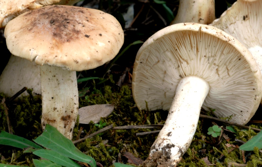 Funghi 55 Com.AMB